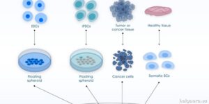 Replicando el inicio de la gestación en laboratorio y cómo funcionan los parámetros de la inteligencia artificial