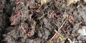 Microorganismos y gusanos revolucionan el tratamiento de residuos agrícolas para proteger el agua