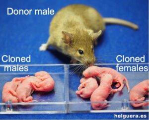 Científicos logran clonar ratones hembras a partir de machos, abriendo nuevas fronteras genéticas